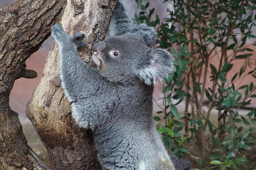 koala, zooloģiskais dārzs, dzīvnieku