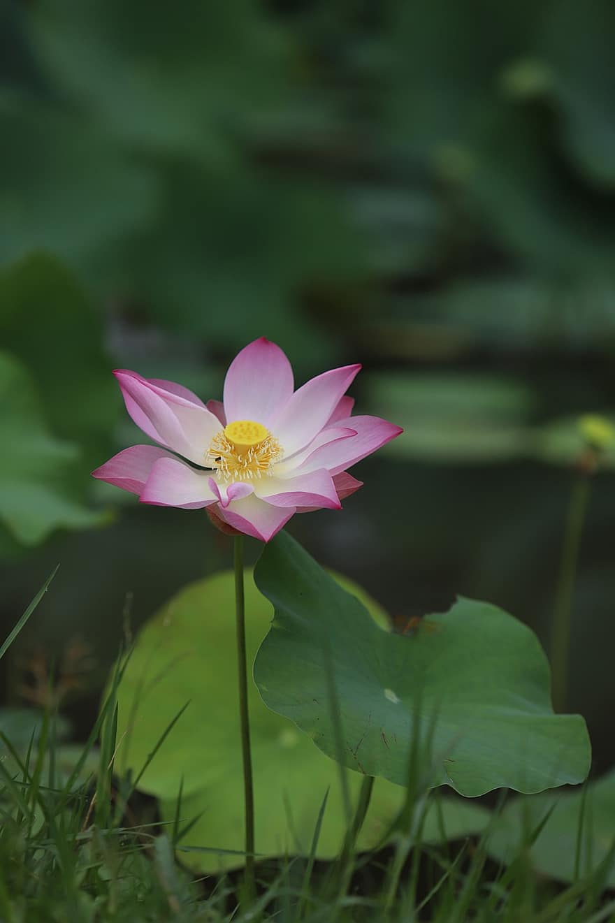Lotus Blume, Lotus verlässt, Seerose, Wasserpflanze, Flora, blühen, Teich, Natur, Botanik, Blume, wunderschönen