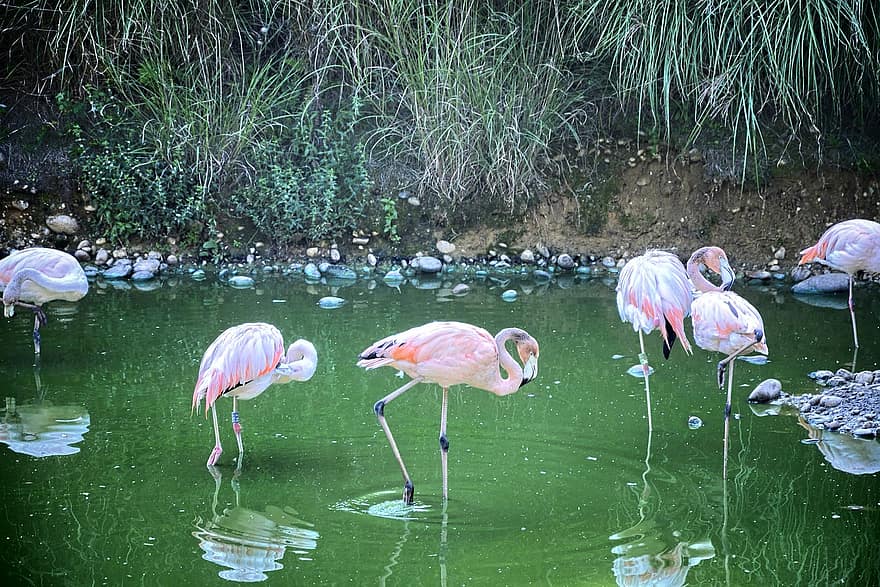 flamingos, Francija, parks, villars-les-dombes, putni, dīķis