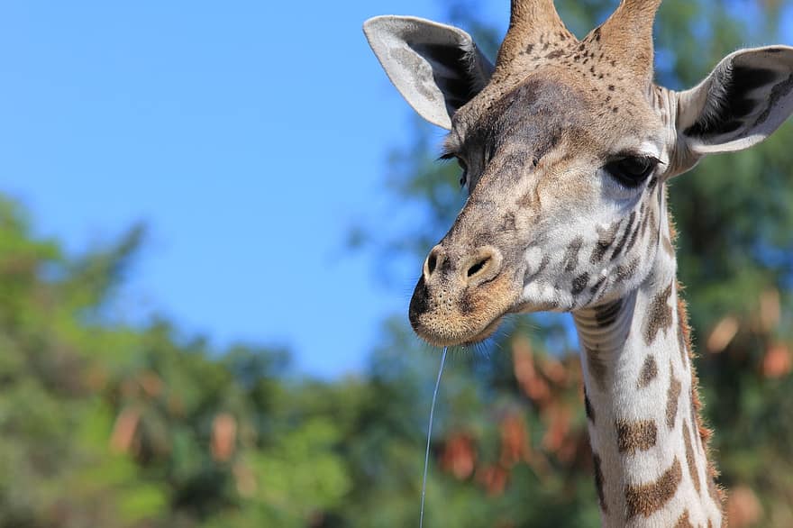 žirafe, plankumi, garš kakls, zīdītāju, Āfrika, Tanzānija