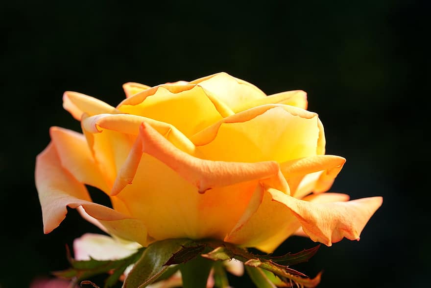 τριαντάφυλλο, λουλούδι, κίτρινο αυξήθηκε, αυξήθηκε ανθίζει, πέταλα, πέταλα τριαντάφυλλου, ανθίζω, άνθος, χλωρίδα, φύση, φυτό