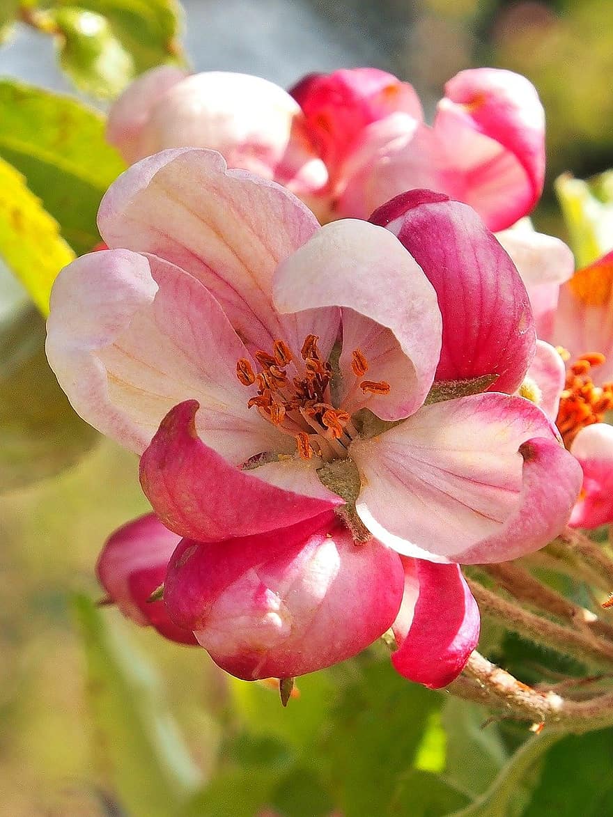bunga apel, bunga-bunga merah muda, bunga-bunga, bunga, bunga mekar, musim semi, bunga pohon apel, merapatkan, alam, menanam, daun bunga