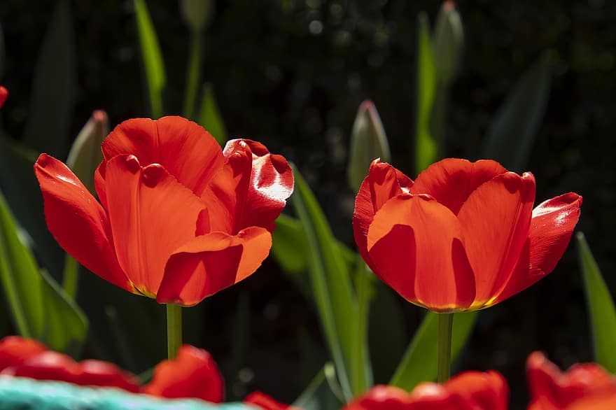 tulipaner, blomster, planter, petals, oransje kronblad, blomst, blomstre, flora, natur, hage, botanikk