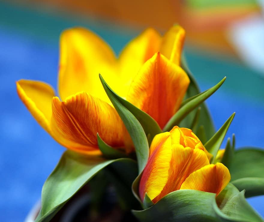 blomster, tulipaner, blomstre, gule blomster, gule tulipaner, kronblade, gule kronblade, flor, natur, flora