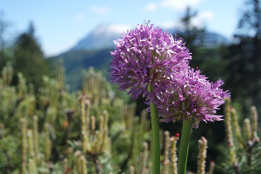Flowers, Petals, Stamen, Flora, Botany, Alpine, Mountains