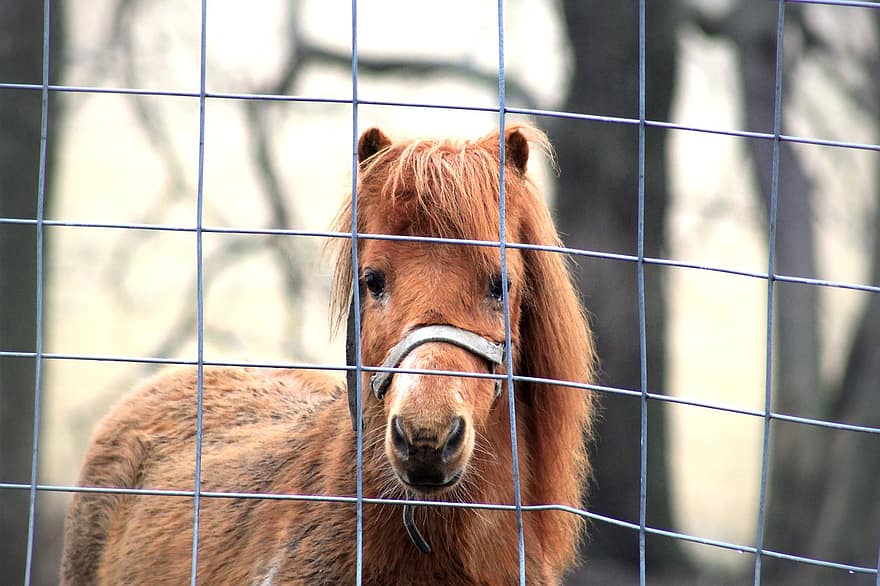 Horse, Pony, Equine, Equestrian, Fence, Enclosure