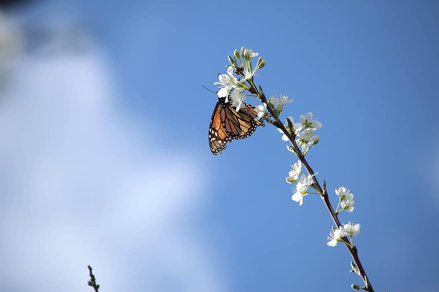 witte bloesem, monarch, vlinder, natuur, boom, bloesem, de lente, blauwe lucht
