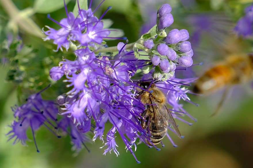 квітка, бджола, запилення, комаха, ентомологія