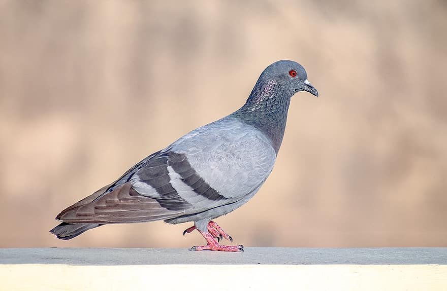 Rock Pigeon, Rock Dove, Pigeon, Dove, Bird, Nature, Wildlife, Ornithology, Birdwatching