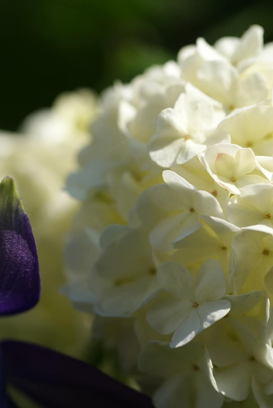 hortensia, blommor, vit hortensia, kronblad, vita kronblad, blomma, flora, natur