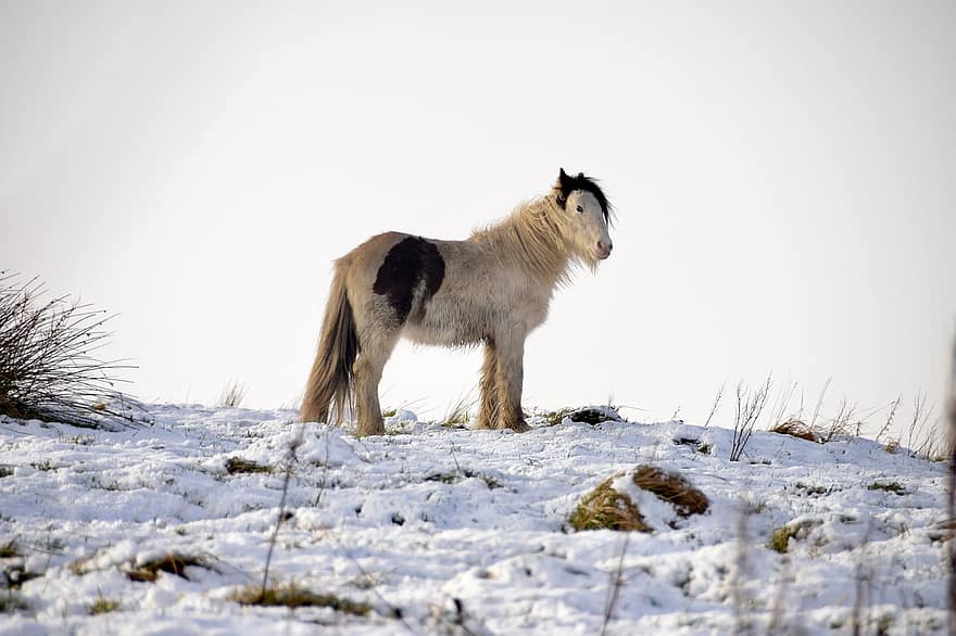 ponei, cal, zăpadă, cabalin, animal, mamifer, iarnă, rece, natură, rural, yorkshire