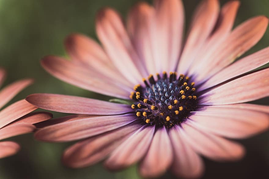 macro, flower, background, floral, close up, petals, colorful, daisy, plant, bloom, blossom