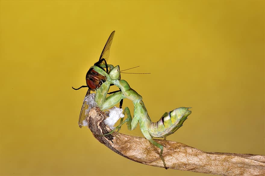 Mantis religiosa, insecto, comiendo, alimentación, mantis, verde, mantodea, naturaleza, animal, entomología, de cerca