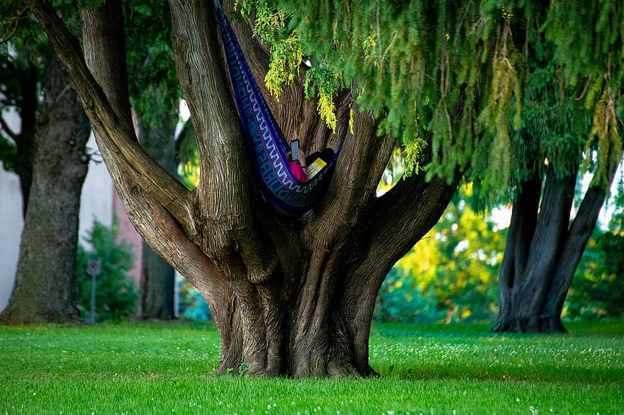 гамак, жінка, дерево, читання, розслаблення, природи, на відкритому повітрі, насолода, висить