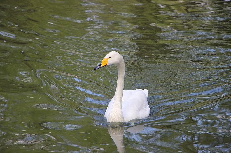 Bird, Water Bird, Pond, Swan, White Swan, Beijing