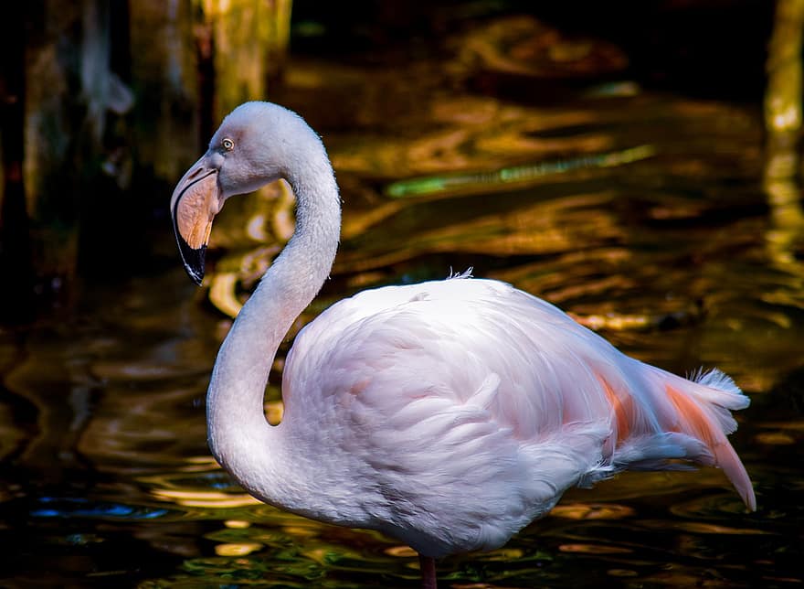 фламинго, воды, птица, белый, животное, весна