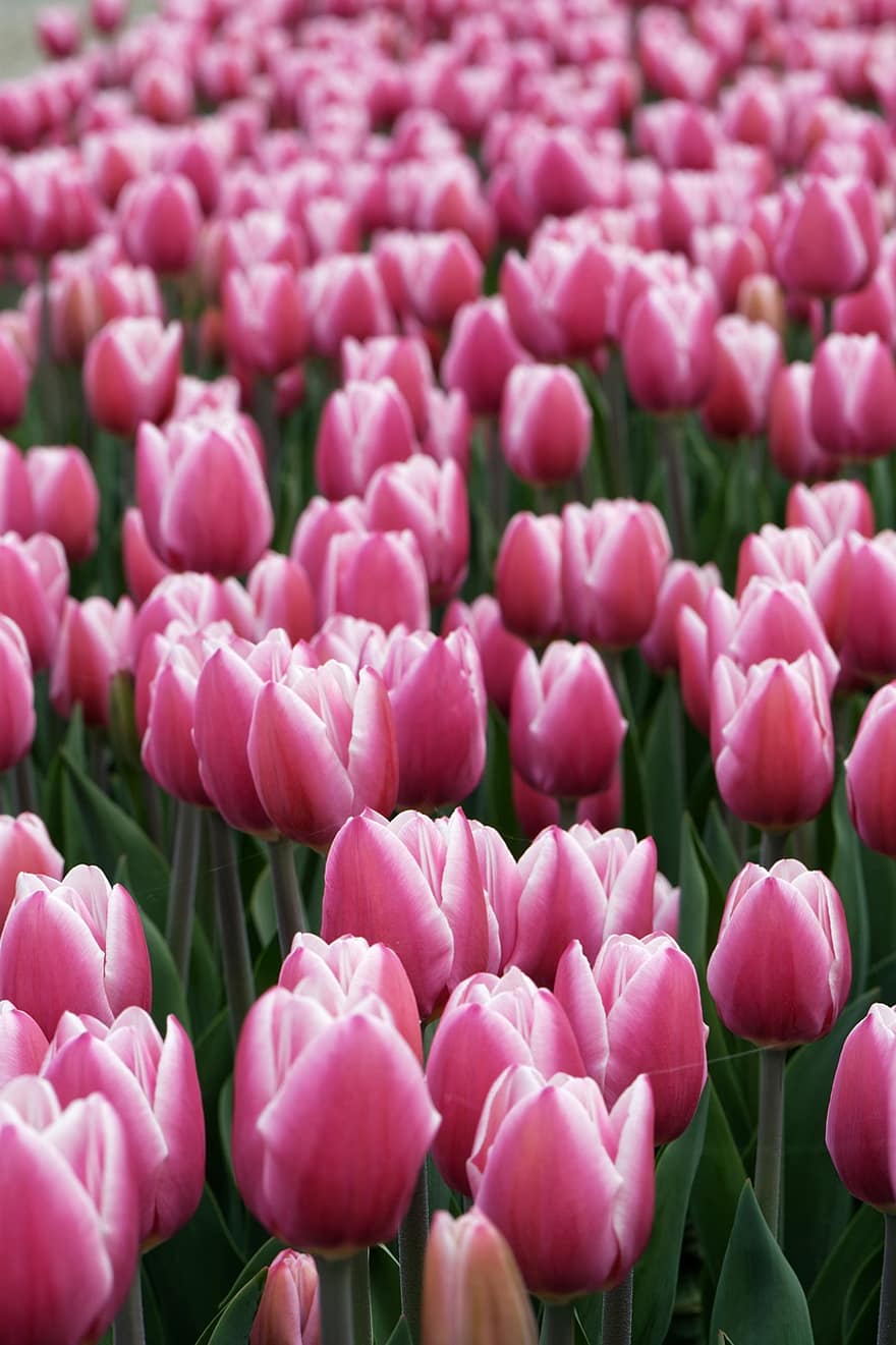 las flores, tulipanes rosa, Flores rosadas, tulipanes, jardín, primavera, tulipán, flor, planta, cabeza de flor, frescura
