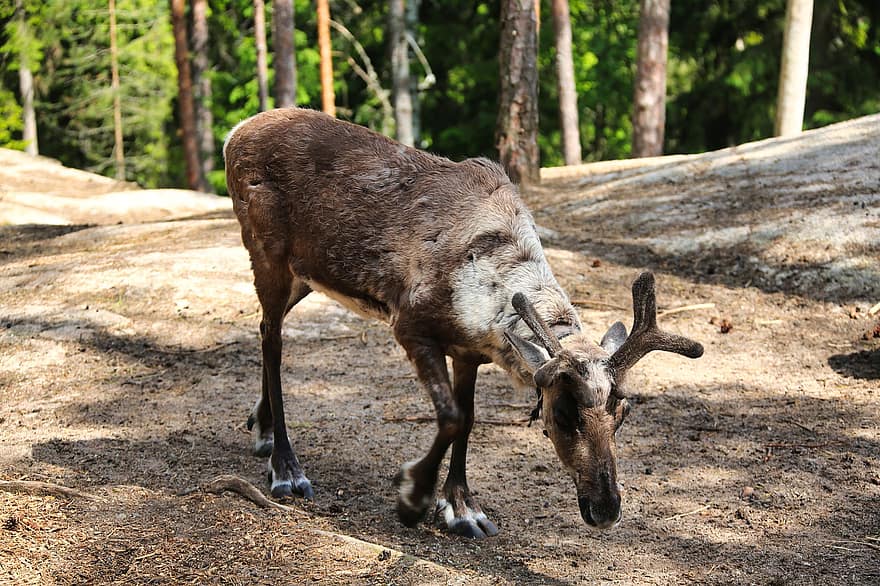 finske skovrensdyr, rensdyr, Skov, lapland, polarcirkel, pattedyr, hovdyr, dyr, hjort, dyr i naturen, hornede