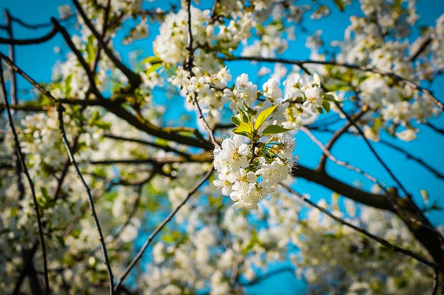 sakura, flori, flori de cireș