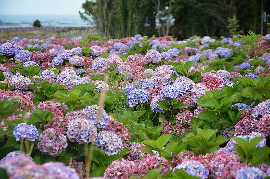 las flores, hortensia, prado, Bretaña, mar, Saintebarbe, naturaleza
