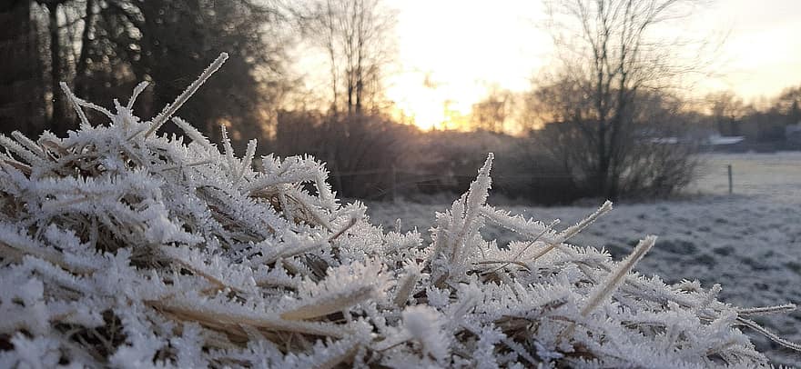 iskristaller, vinter-, frost, natur, frön, makro, svartvitt, is, säsong, snö, träd