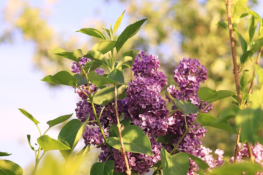 Lilac, Bloom, Spring, Flowering, Flora, Nature, Bush, leaf, plant, summer, close-up