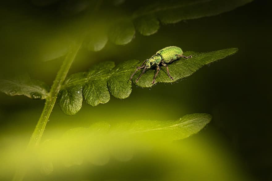 крапивник, жук, трава, лист, вредитель, phyllobius pomaceus, насекомое, природа, животное, живая природа, летом
