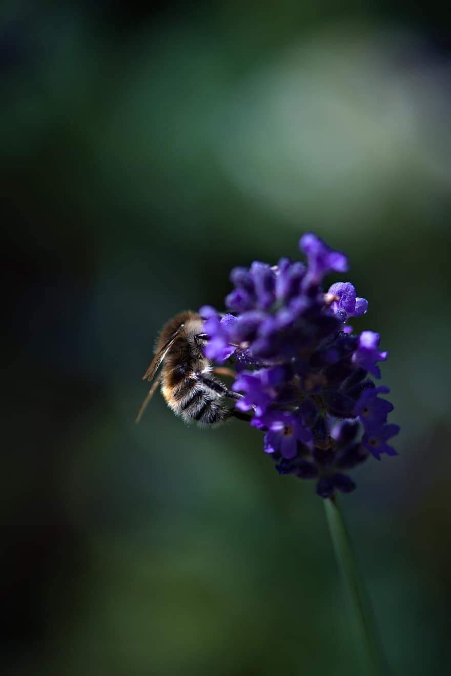 Nature, Flower, Bee, Bumblebee, Insect, Animal, Pollination, Lavender, Bloom, Blossom, Flowering Plant