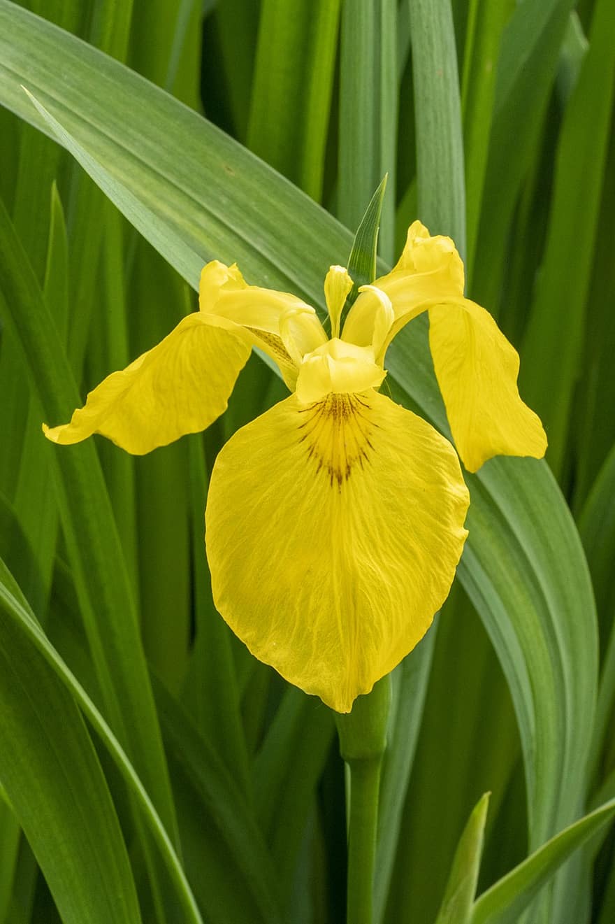 iris kuning, bunga, menanam, bendera air, bendera kuning, iris, bunga kuning, kelopak, berkembang, Daun-daun, musim semi