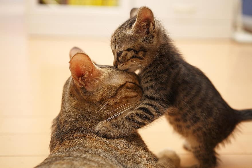 katėms, motinos katė, kačiukas, meilė, palikuonys, tabby, tabby katės, naminių gyvūnėlių, katės meilė, kačių, žinduolių