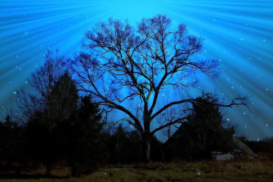 дерево, небо, природи, краєвид, блакитний, на відкритому повітрі