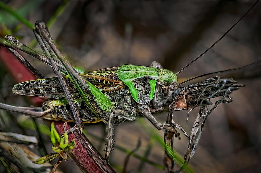 Insect, Locust, Green Grasshopper, Decticus Verrucivorus, Wart Bite, Cricket, Invertebrate, Nature, Entomology, Close, close-up