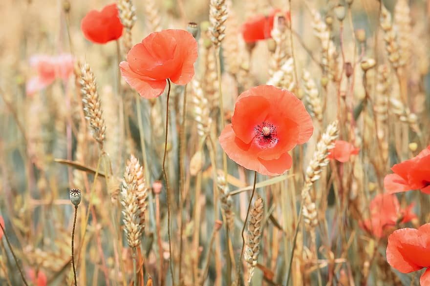 Poppy, Cereals, Summer, Cornfield, Field, Poppies, Agriculture, Nature, Klatschmohn, Red, Poppy Flower