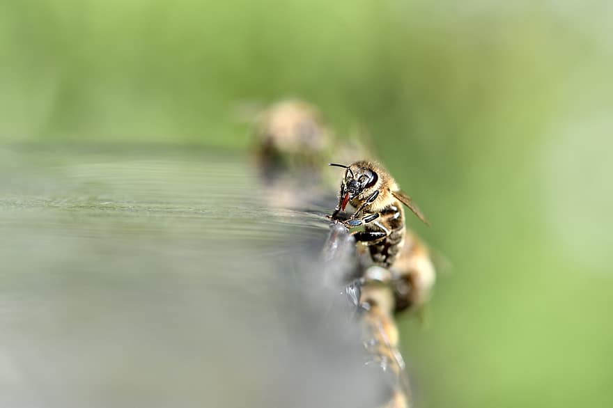 abella, insecte, mel d'abella, mel, apicultor, apicultura