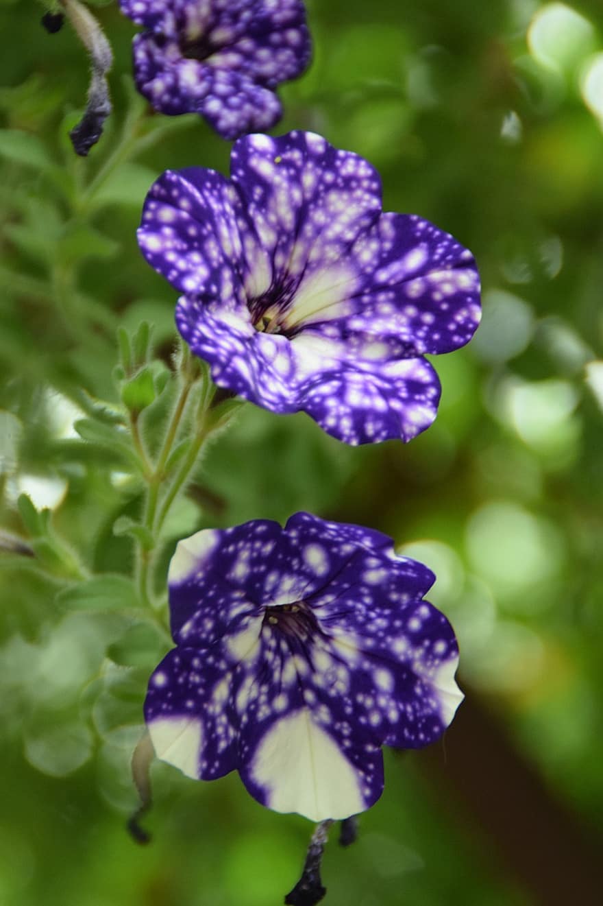 квіти, синьо-білий, унікальний