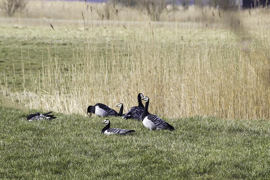 Barnacle Geese, Geese, Birds, Animals, Waterfowls, Water Birds, Aquatic Birds, Plumage, Wildlife, Field, Grass