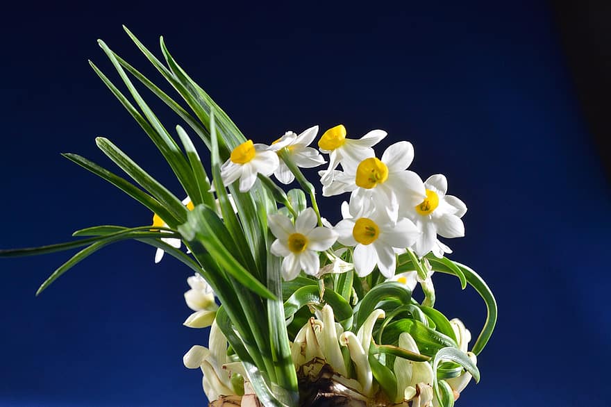 νάρκισσος, μπουκέτο, λουλούδια, λευκά λουλούδια