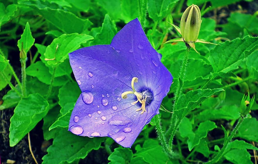 flor, flor azul, jardín, primavera, gotas de lluvia, hoja, de cerca, planta, color verde, verano, púrpura