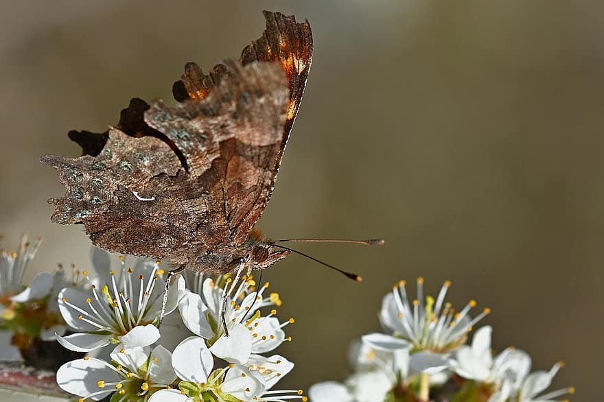 C Butterfly, Comma Butterfly, Insect, Flowers, Butterfly, Wing, Plant, Garden, Nature