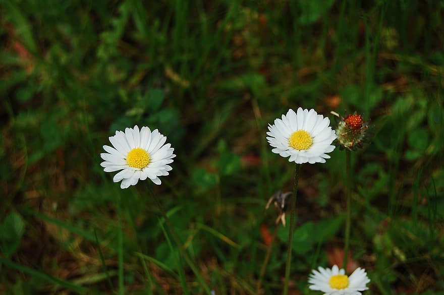 ดอกเดซี่, ดอกไม้, ดอกสีขาว, กลีบดอก, กลีบดอกสีขาว, เบ่งบาน, ดอก, พฤกษา, พืช, ฤดูร้อน, สีเขียว
