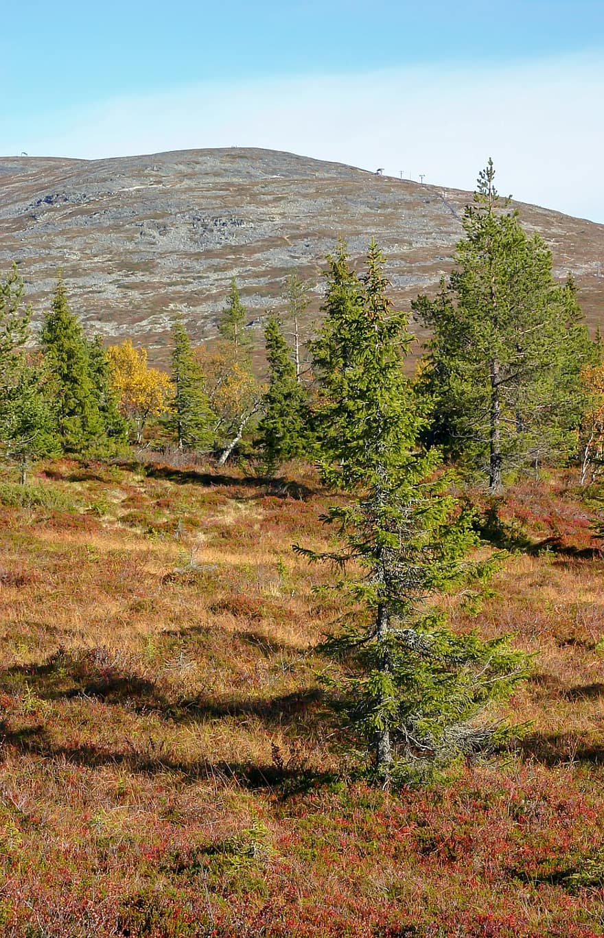 panorama, Lapónia, Finlândia, montanha na Lapónia, madeiras, floresta, outono, árvore, grama, cor verde, temporada