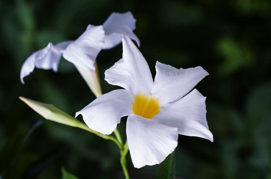 Mandevilla brilla, las flores, Flores blancas, pétalos, pétalos blancos, floración, flor, flora, planta, naturaleza