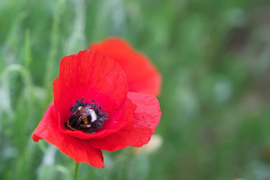 Flower, Poppy, Insect, Bumblebees, Petals, close-up, summer, plant, green color, petal, flower head