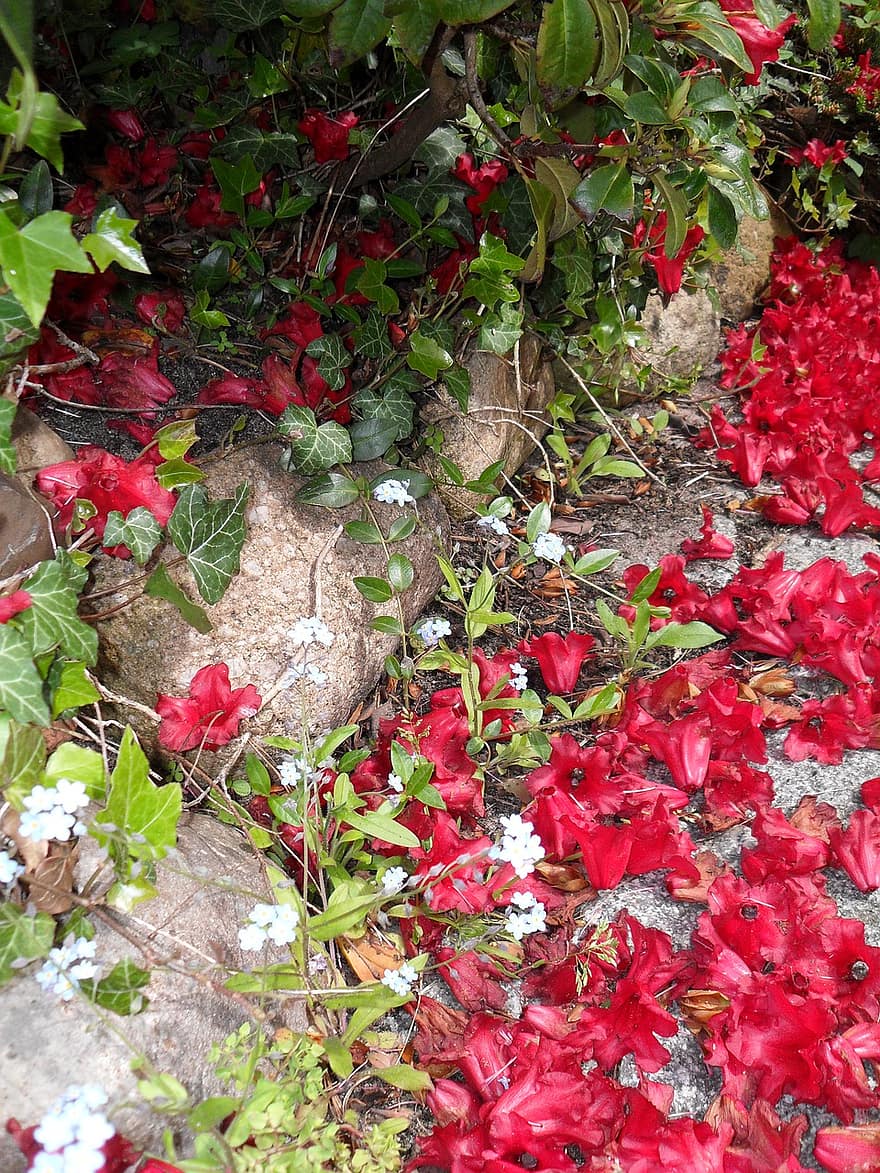rosa alpina, rosso
