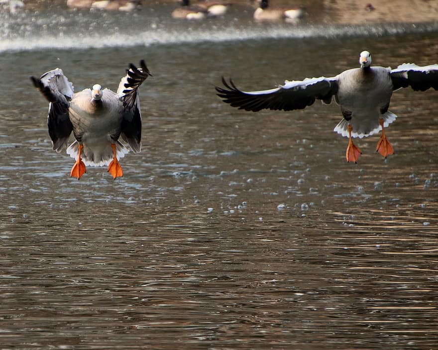 Bar-headed Goose, Goose, Bird, Animal, Waterfowl, Water Bird, Aquatic Bird, Splash, Pond, Plumage, Ornithology