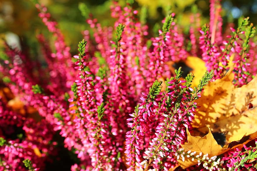 Heathers, Common Heather, Pink Flowers, Flowers