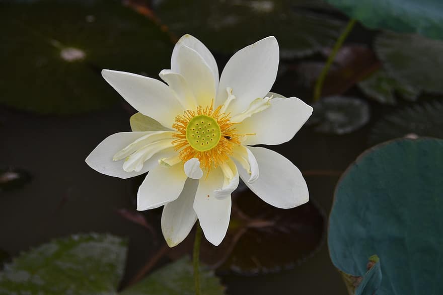 květ, lotus, okvětní lístky, listy, jezero, rybník, kvetoucí, Příroda