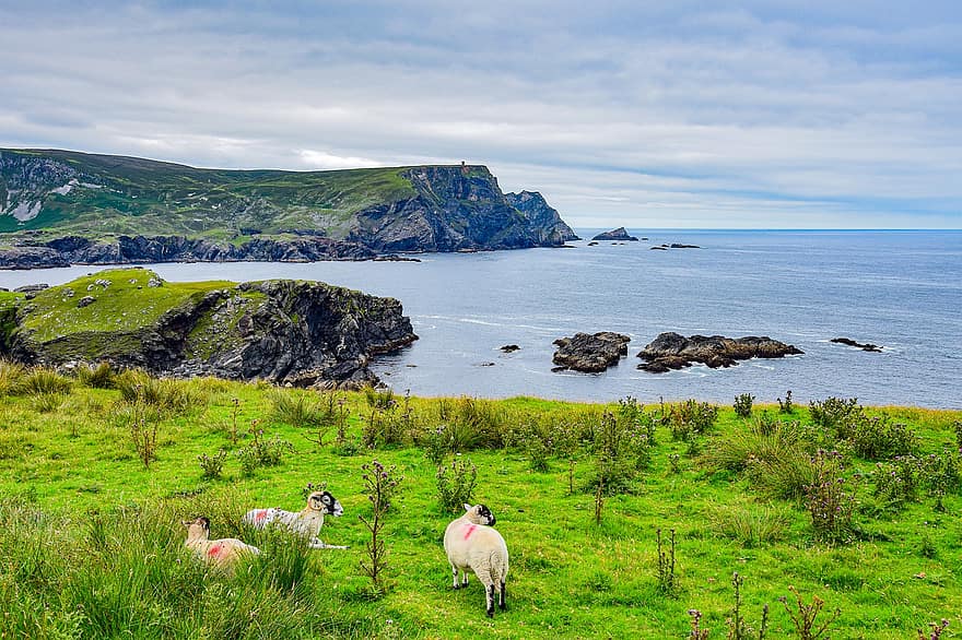 動物たち、羊、牧草地、風景、海岸、崖、山岳、自然、ハイキング、アイルランド、興味のある場所