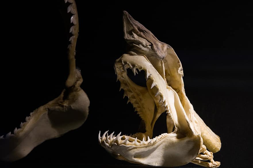 žralok, kostra, čelist, zuby, fosilní, muzeum