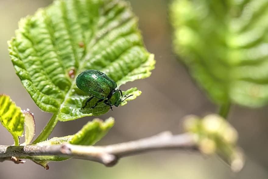 Insect, Weevil, Beetle, Entomology, Macro, Bug, Pest, Macro Photography, Spring, Leaves, close-up
